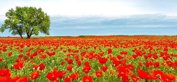 Tree in a poppy field