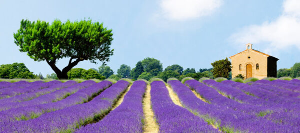 Lavender Fields, France